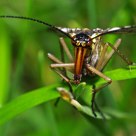 Panorpa communis - Scorpion fly